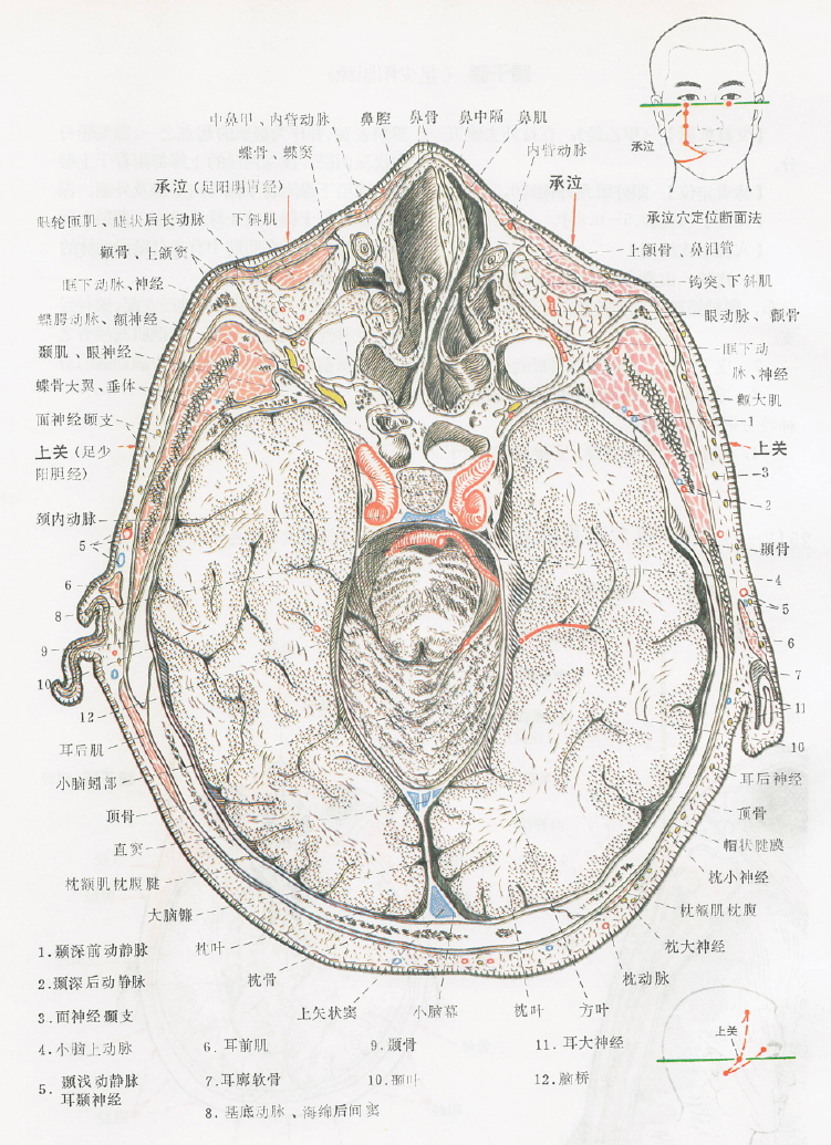 承泣(ST1)の解剖断面図