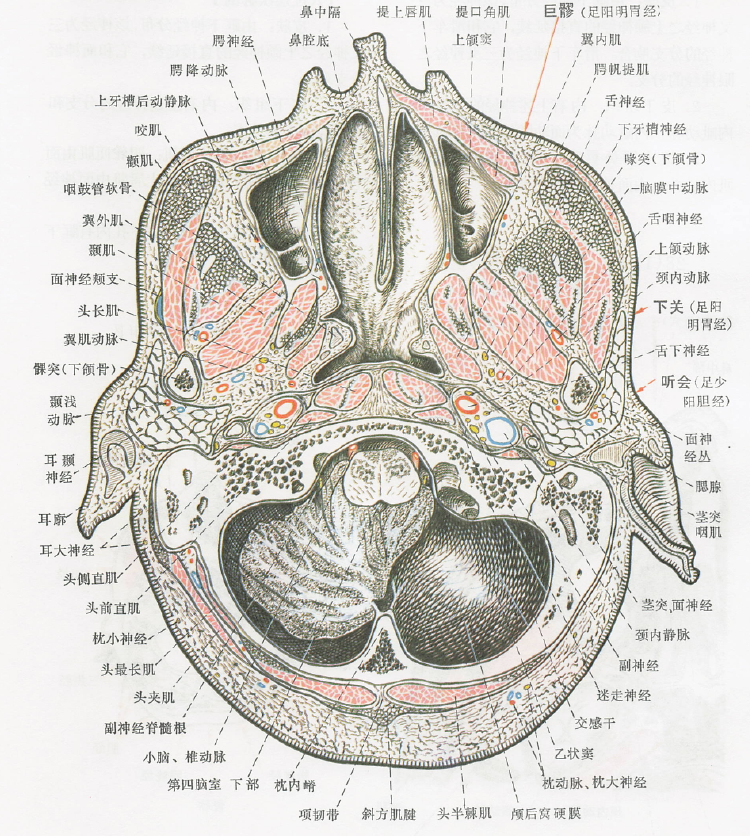 巨髎(ST3)の解剖断面図