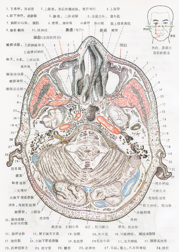 四白(ST2)の解剖断面図