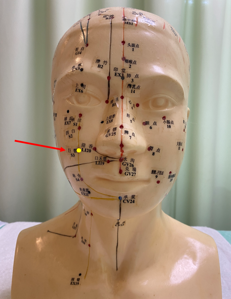 経穴人形の巨髎(ST3)の位置